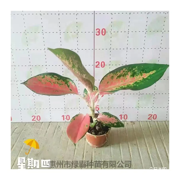 Лидер продаж популярное натуральное розовое растение philodendron