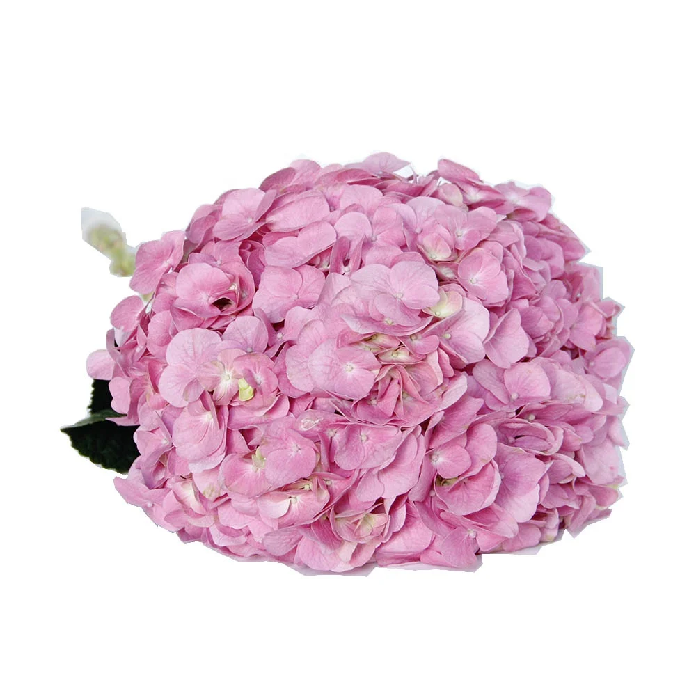 New Arrival Fresh Cut Flowers Hydrangea From Kunming Dounan for Wreath Decoration Ornamental Plants