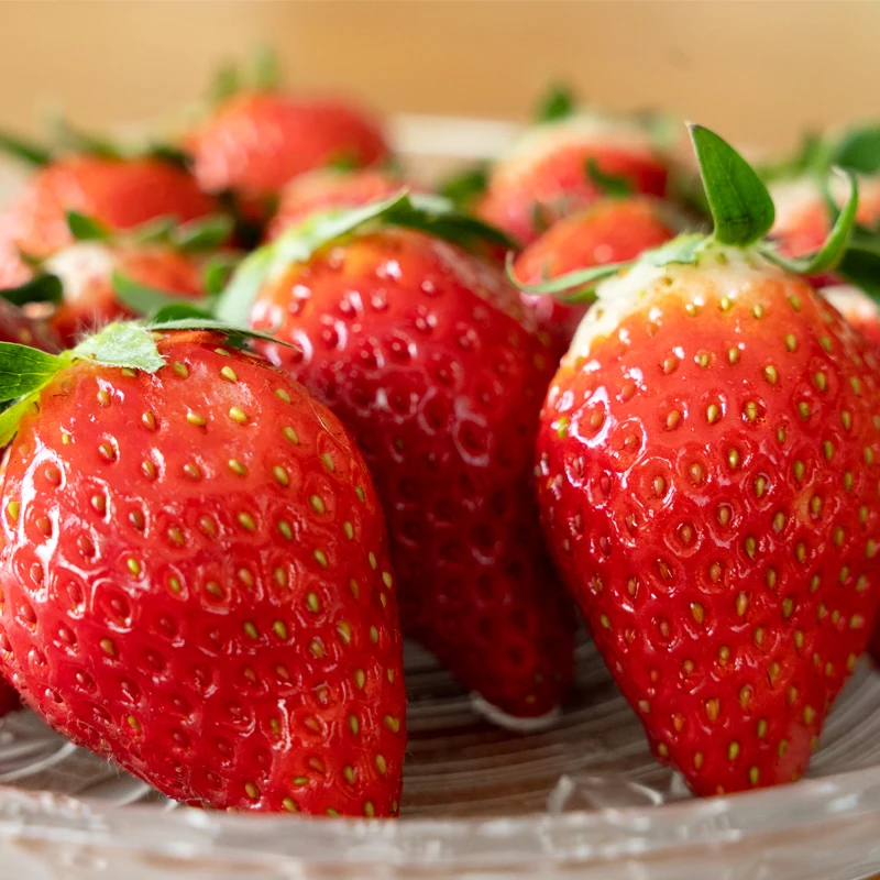 Dessert sweet fruity taste wholesale grow buy fresh strawberries for parfaits