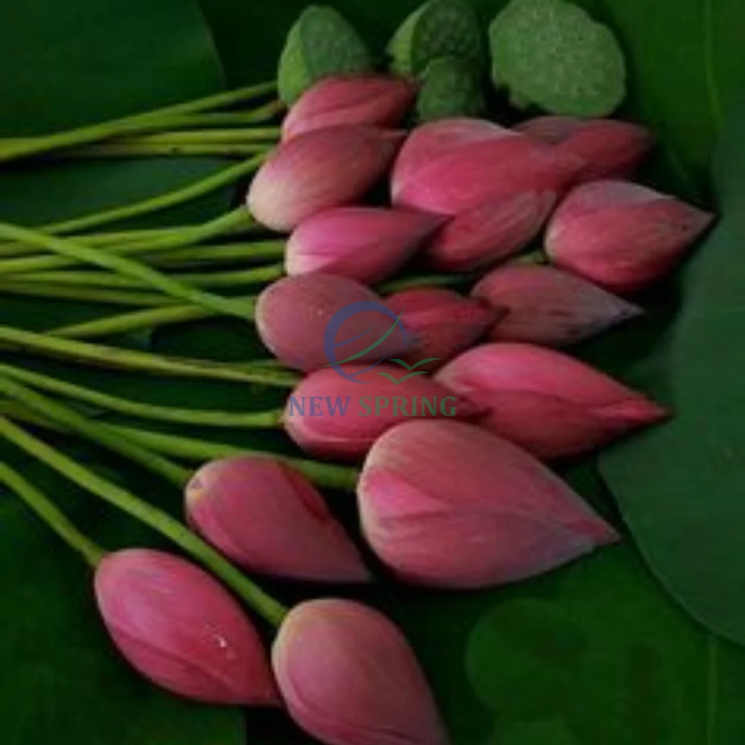Hot Sales Natural Flower Decorative Fresh Lotus Flower  For Wedding Decoration and gifts