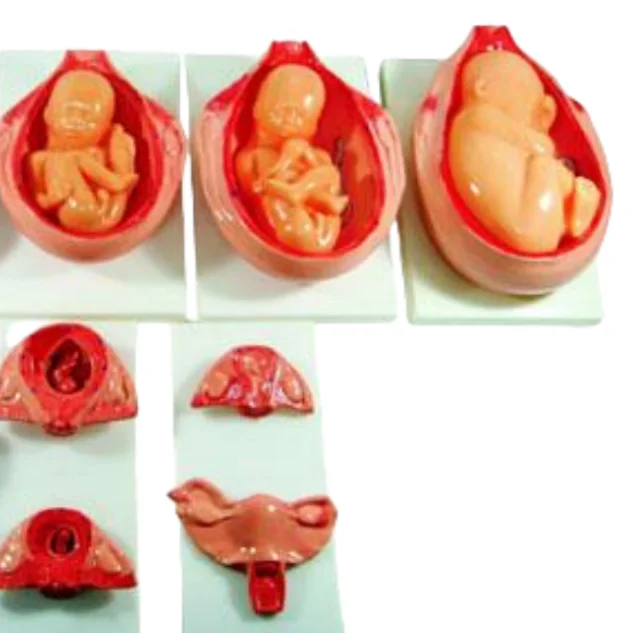 ADA Medical Science the Development Process for Fetus and the Development Process for Fetus (Half-Size) for Teaching