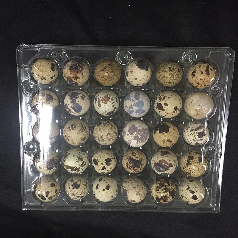 Custom Clear Quail Egg Cartons With 12  24 30 Holes  plastic Quail Egg container