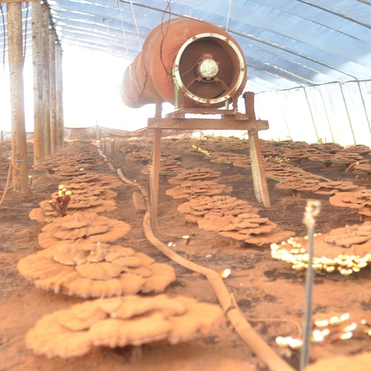 
lucid ganoderma of traditional chinese medicinal materials 