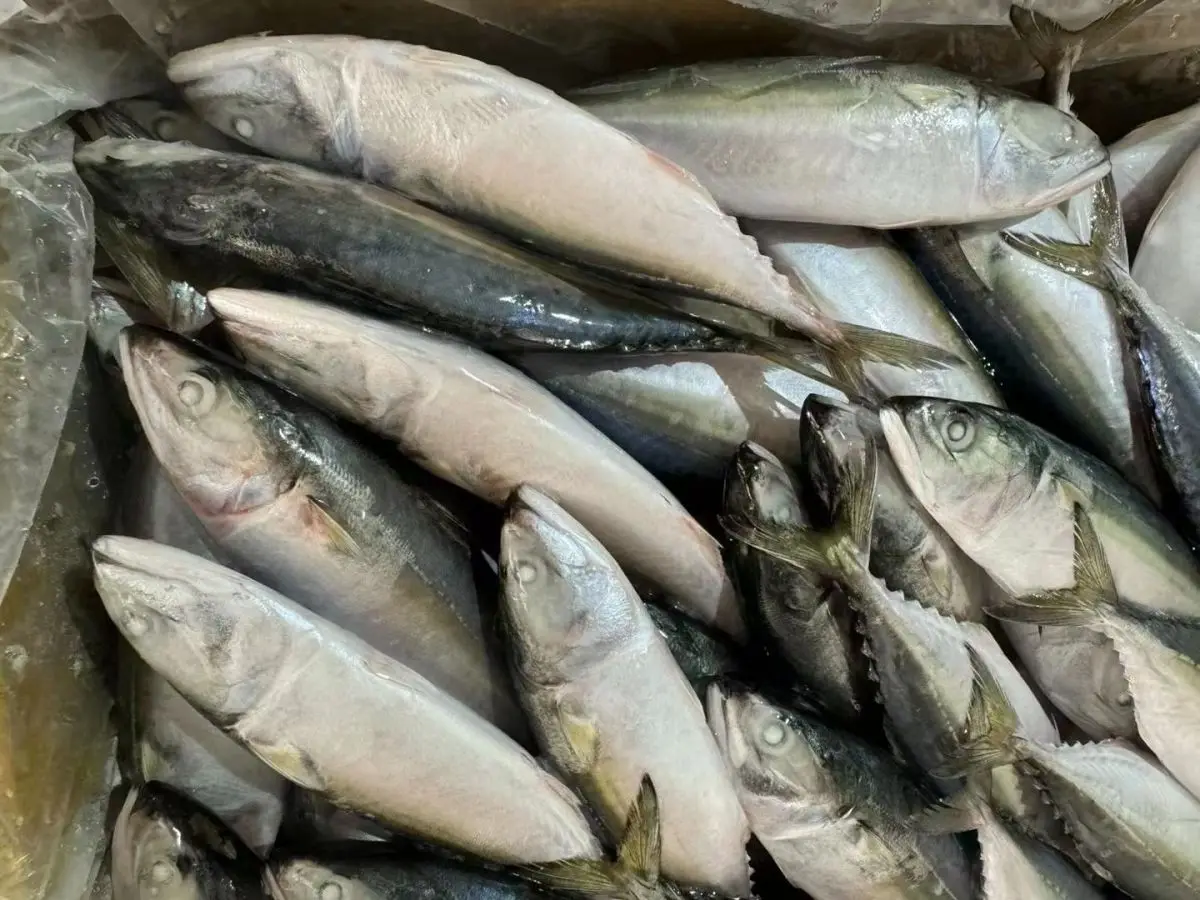 Premium Quality Raw Material Fish Frozen Indian Mackerel Supplier