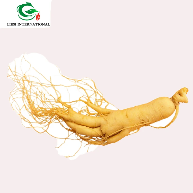 Wholesale Supply Herbs  High Quality Wild Ginseng Root Whole Root
