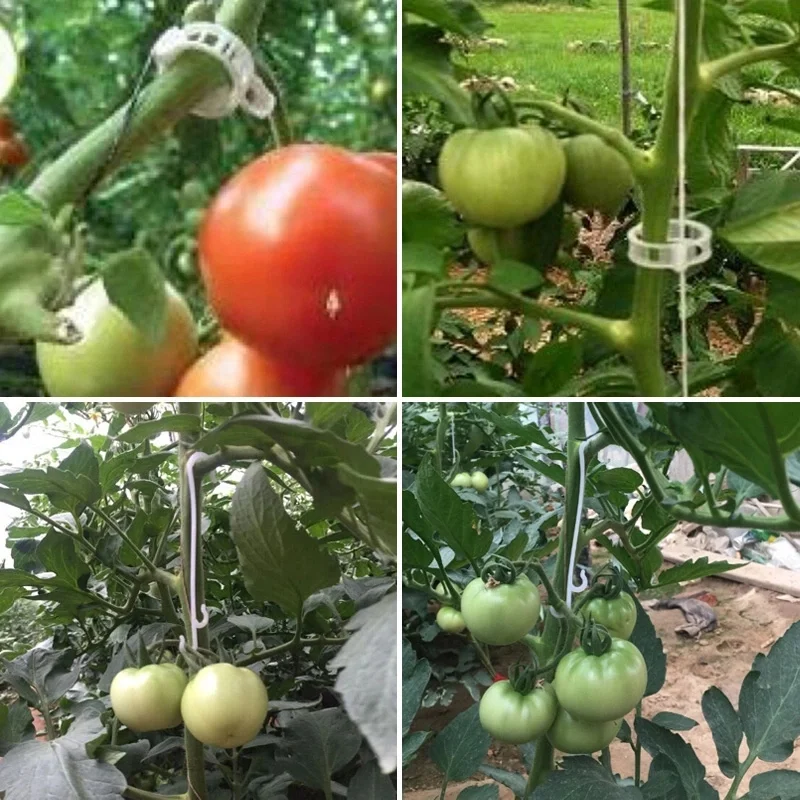 Manufacture cheap plastic buckle plant hanger hanging seedlings transparent plant silicon tomato vine graft clip