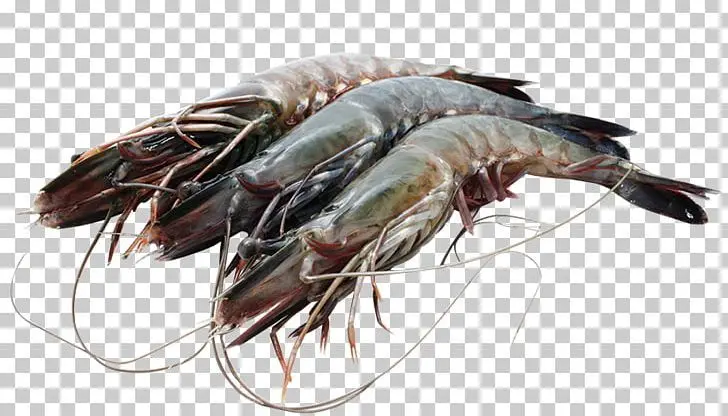 Vietnam Bulk Packing Shelf Life 24 Months Ocean Fresh Black Tiger Shrimp Frozen Prawns Freeze Dry Seafood Wholesale