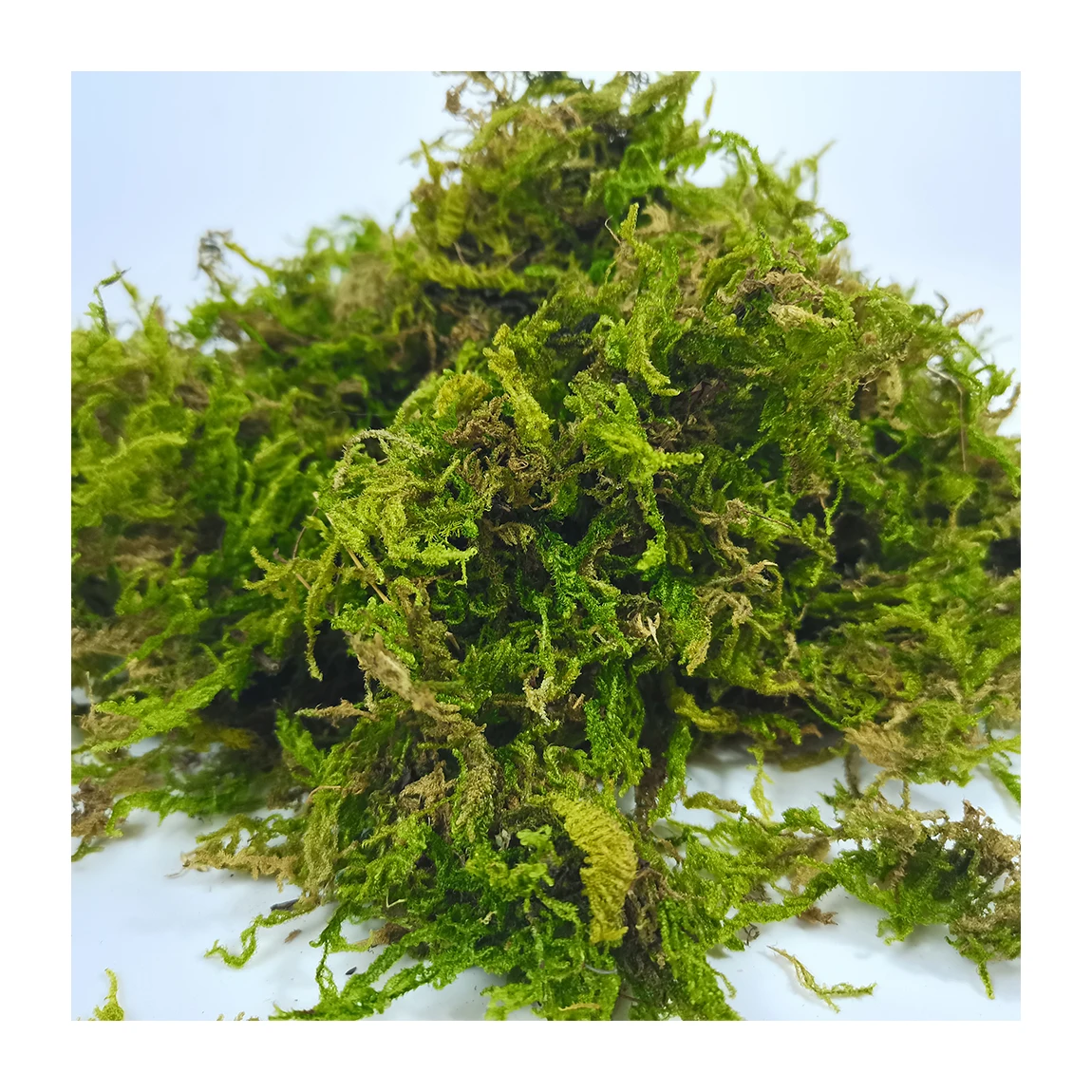 Wholesale Custom Garden Supplies Dried Natural Green Moss Muschio Mos Sphagnumn Moss For Reptiles or Orchid Organic Fertilizer