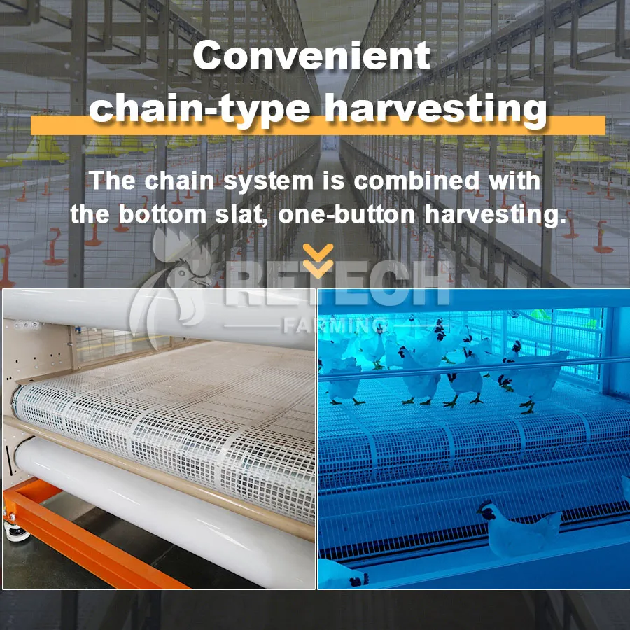 Automatic Chain-Type Harvesting Broiler Cage in the Philippines