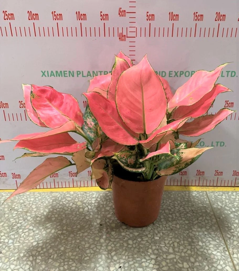 wholesale Aglaonema Auspicious red ornamental plant