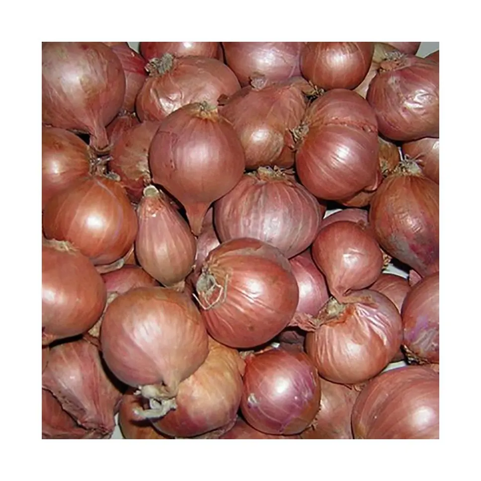 Custom High Quality Organic Healthy Pricelist Export Chinese Onion