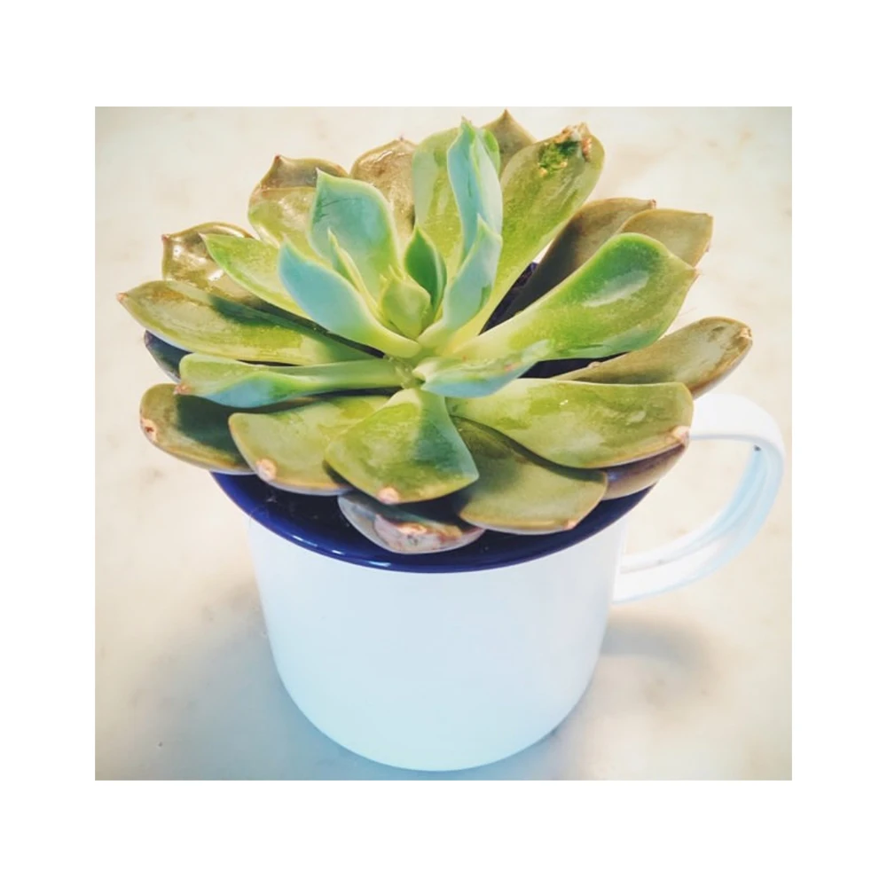 Enamel Cups Custom 350ml Steel Travel Coffee Mug Reusable Enamelled Cups Coffee Water Milk Shape Christmas Holiday Christmas