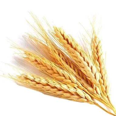 
Natural High quality wheat grain from Kazakhstan 