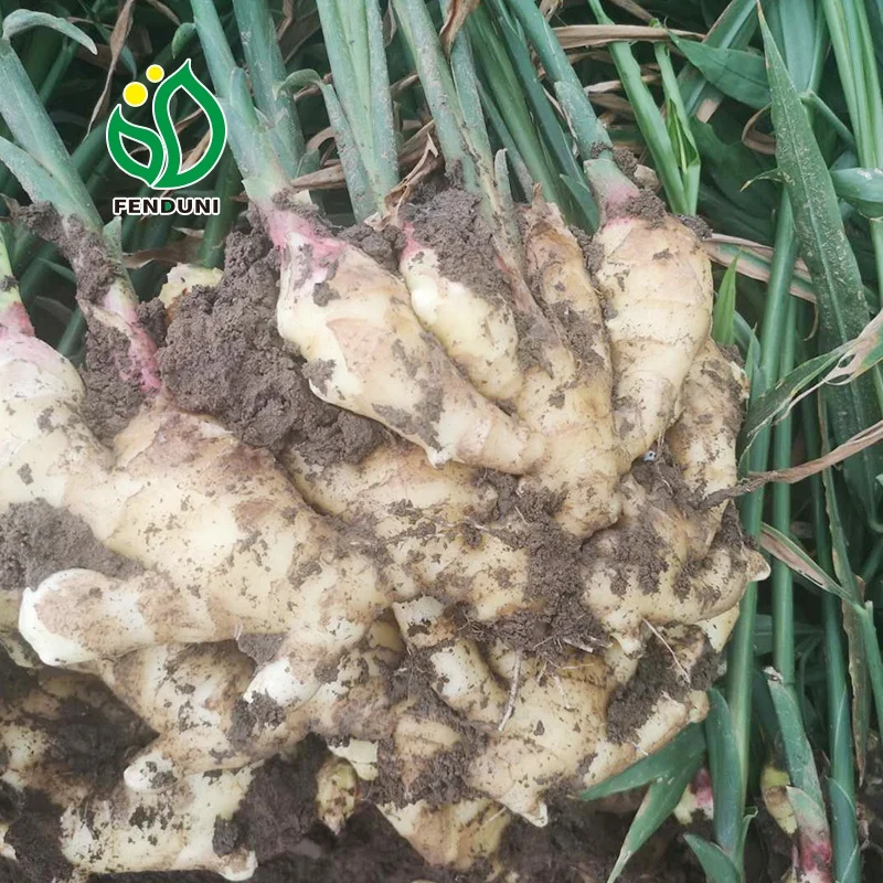 Good service Fresh Ginger And Dried Ginger For Export From China