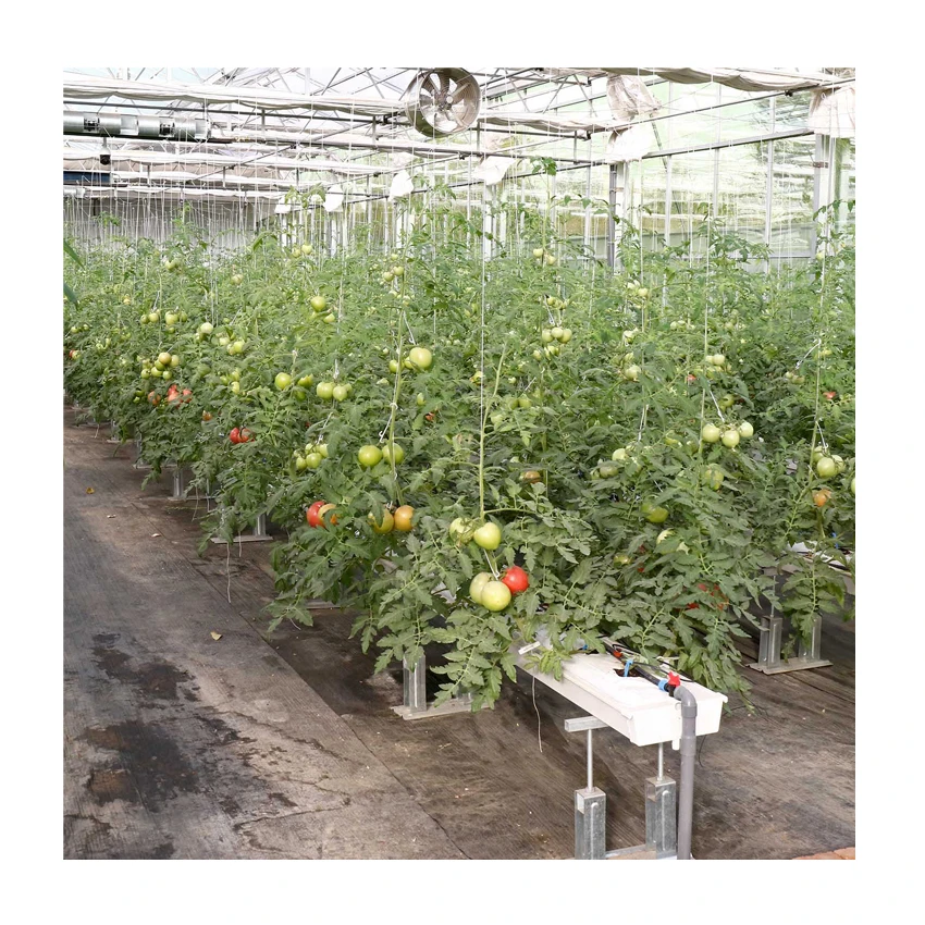  Multi-span Plastic Tunnel PE/ PO Film Agricultural Greenhouse with Hydroponics System Cheap