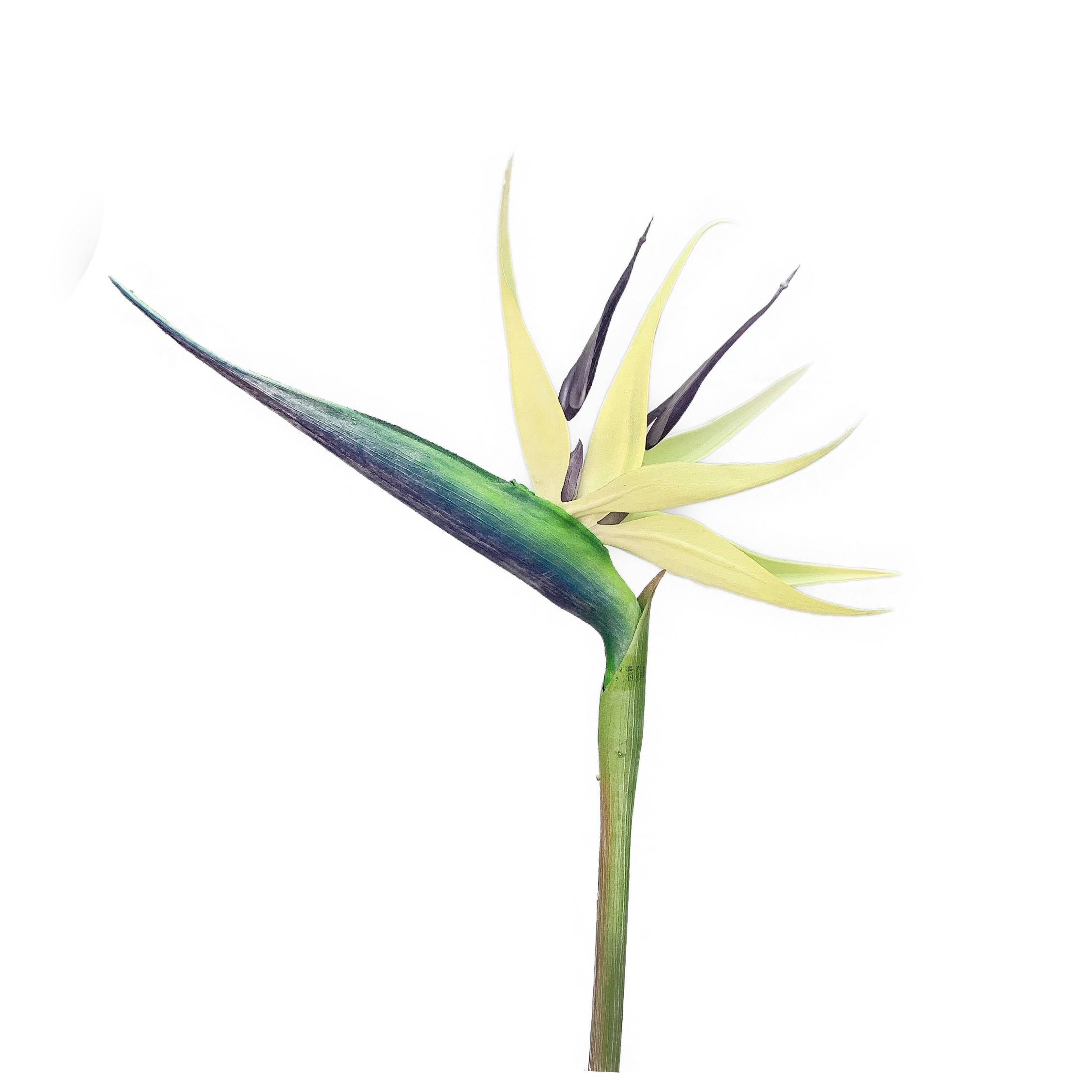 Горячая Распродажа, фабричная оптовая цена, 88 см искусственная птица рая, цветок для украшения дома и свадьбы