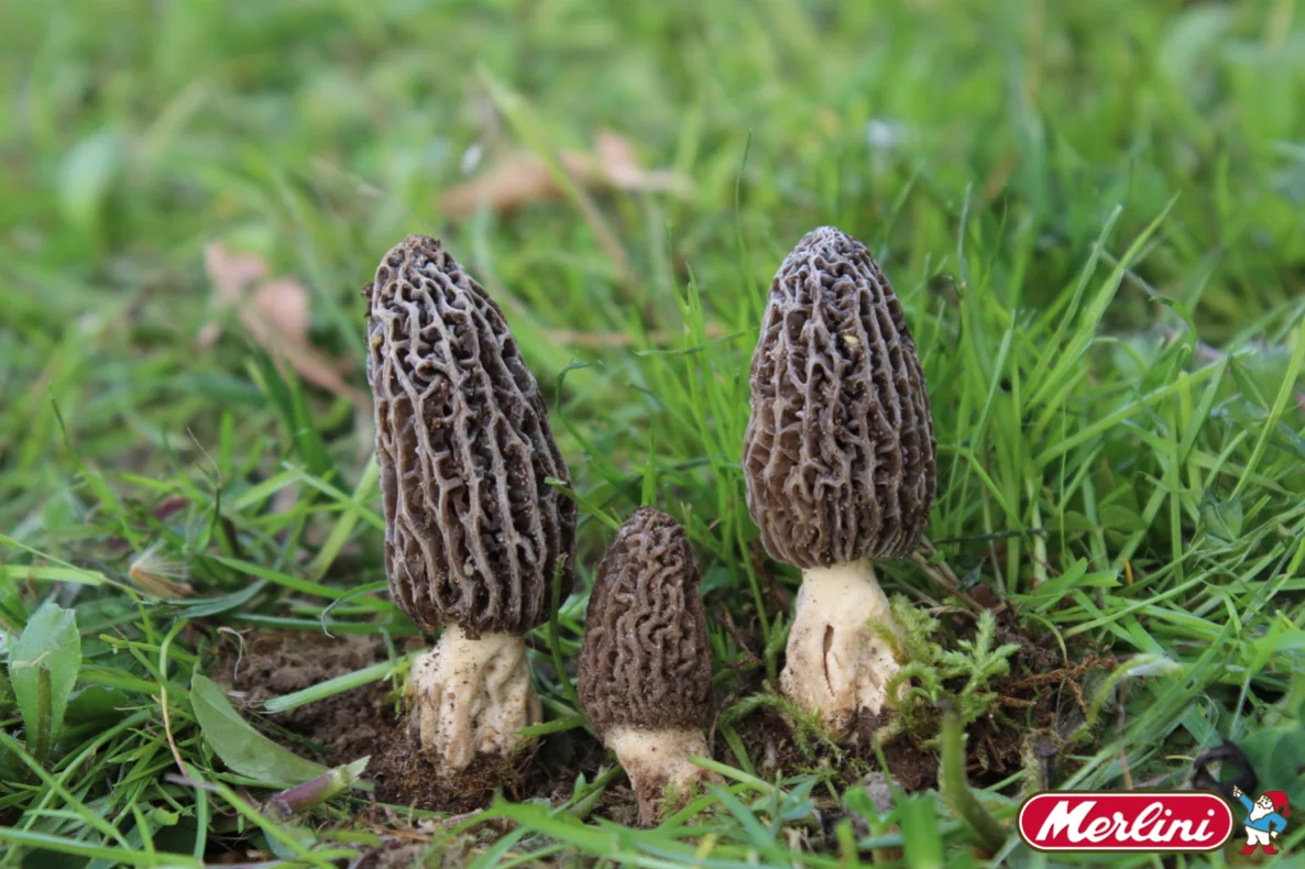 premium quality best italian SPUGNOLE - DRIED MORELS MUSHROOMS 10g  for export for meals