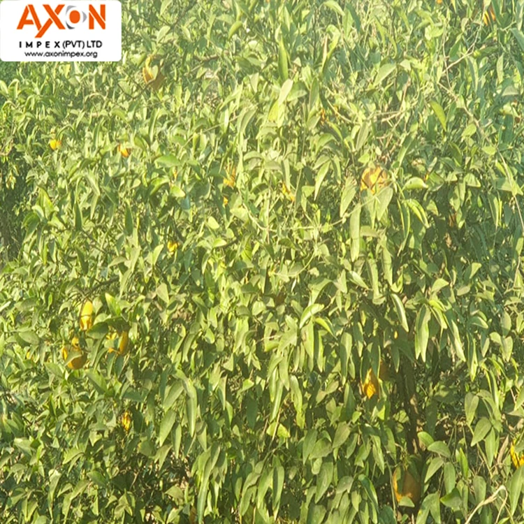 
Pakistani Mandarin, Special Offer for Russian Buyers Temple Orange Tangerine Nanfeng Oranges Honey Oranges Mandarin Orange 