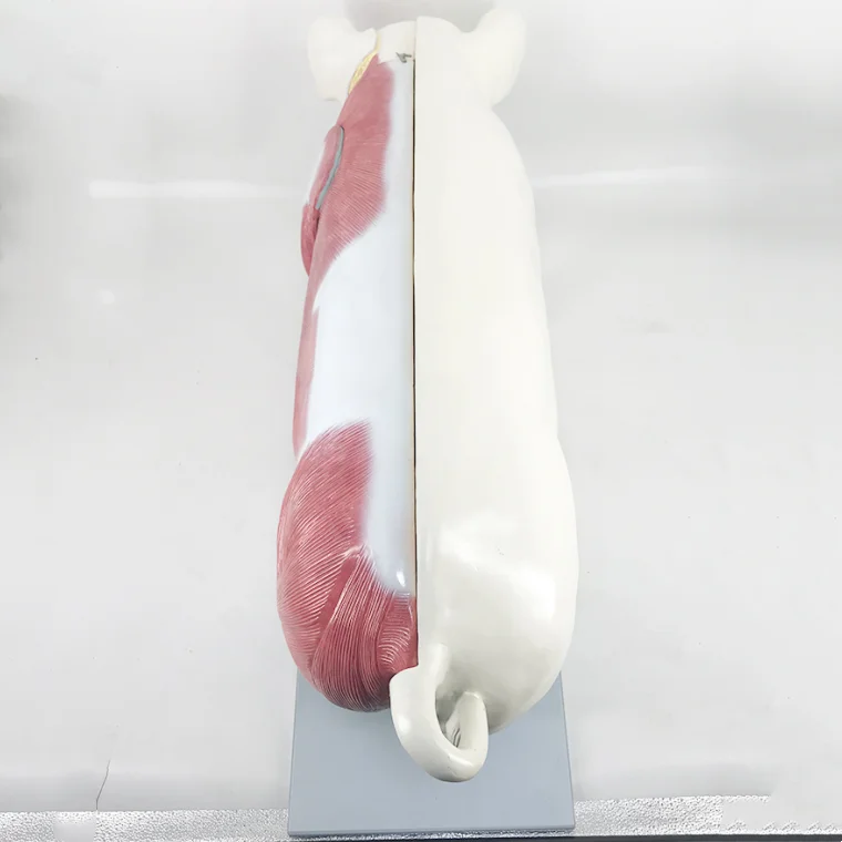YA/B029 Pig Anatomical Model of Muscle Structure and Internal Organs Anatomical Morphology for Natural Size Education
