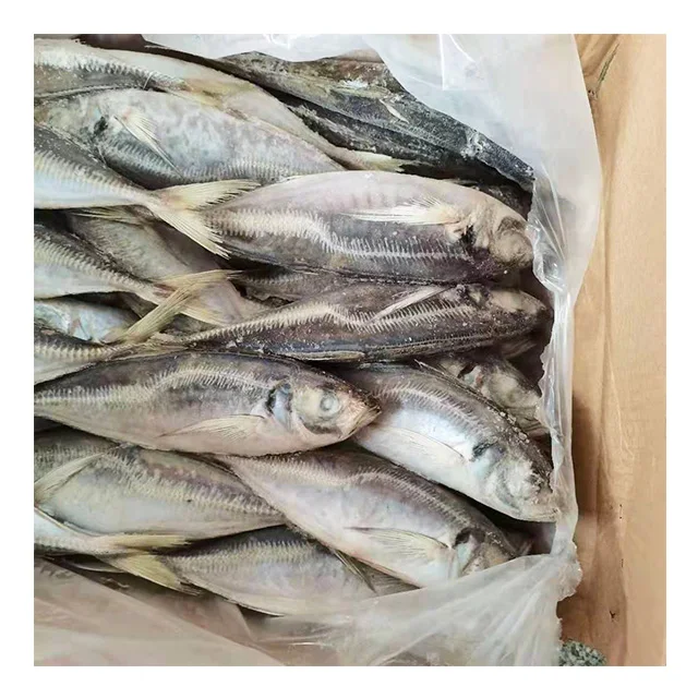 BQF морская рыба цельная круглая лошадиная скумбрия