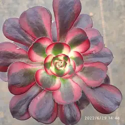 ON018 Aeonium круглые белые оптовые Индивидуальные Мини Искусственные суккуленты горшки для растений для наружной эчи