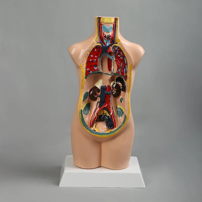 Teaching aid equipment medical teaching organs skeleton medical body anatomy human model torso