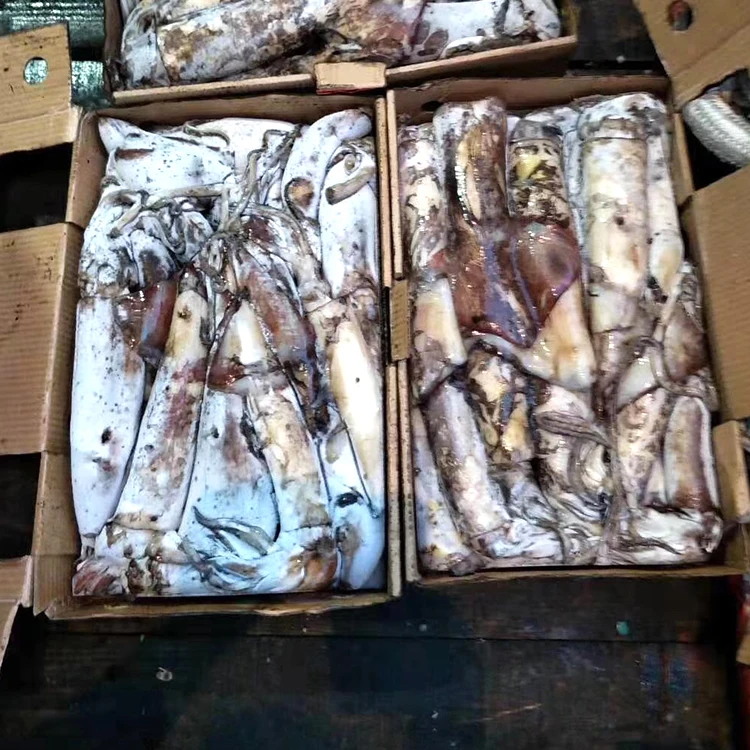 
cheap frozen black squid WR peru squid giant size price frozen for canning/market 