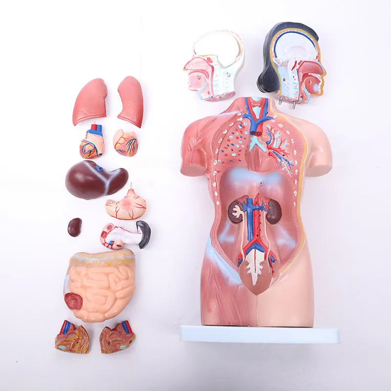 BIX-A1040 Anatomy Half Male Mannequin Trunk Model 85cm /23 Parts Silicon Nursing Training Medical Science