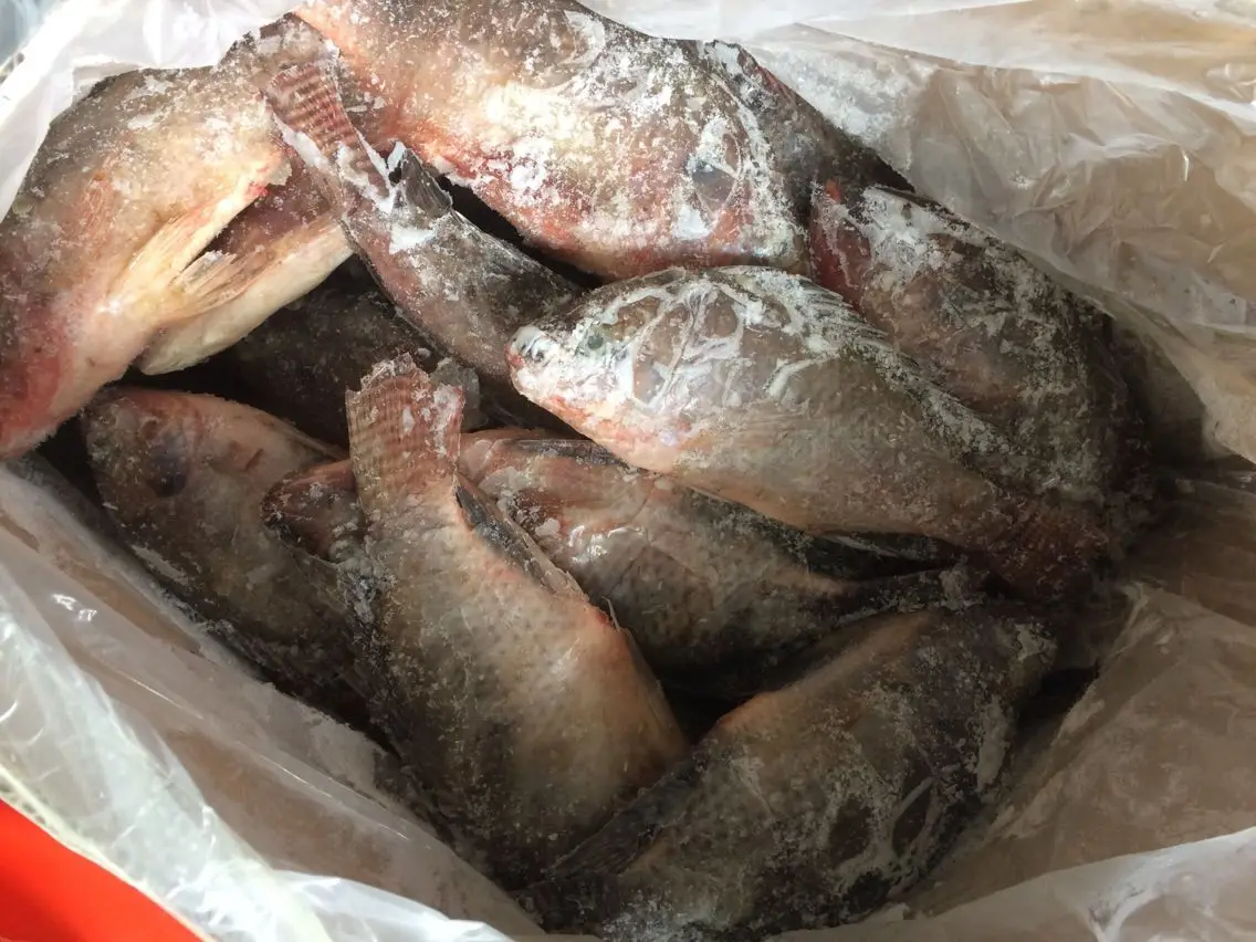 
china farming high quality live tilapia fish 