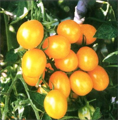 Мягкий желтый цвет Вишневый Томатный сладкий неопределенный