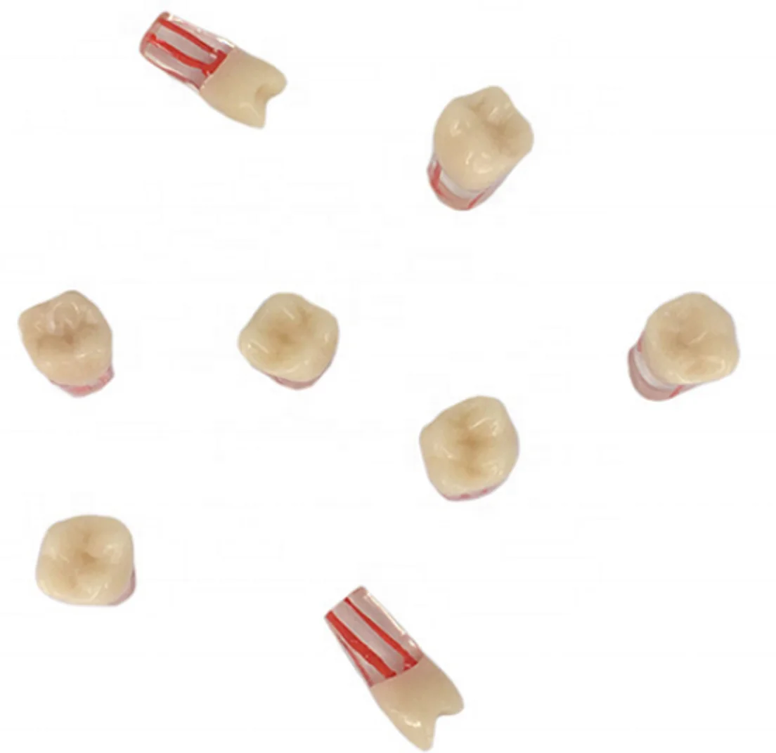 High Quality Resin Manual Dental Colorful Medical Treatment Examination Practice Root Canal Teeth Model