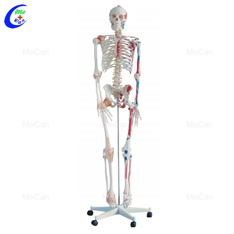 Medical Training Model Educational Anatomical 85Cm 180Cm Human Life Size Plastic Skeleton Model