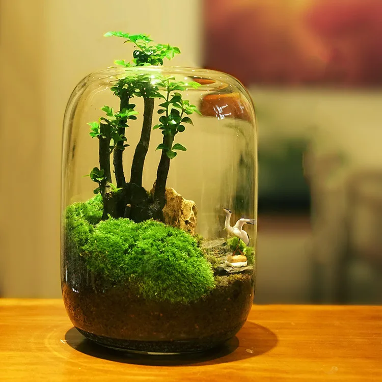 Clear Tabletop Home Decor Large Glass Plant Vase For Hydroponics Flower Moss