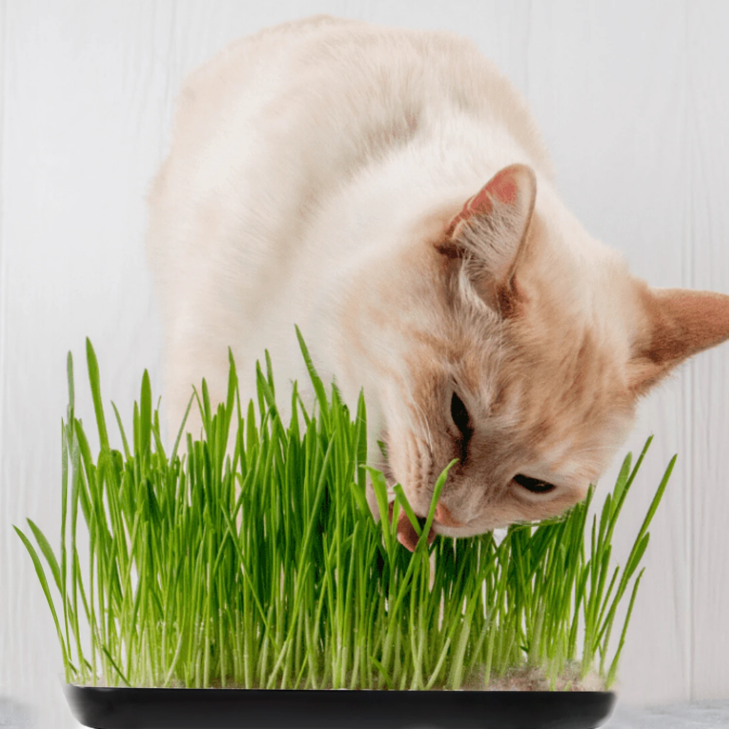 Hydroponic Organic Indoor Cat Grass Planter Growing Kit Sprouting Kit Microgreens Growing Tray