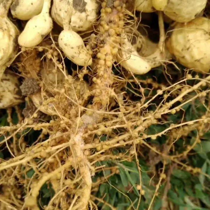 Nitrogen-fixing bacteria Azotobacter brown biological  fertilizer