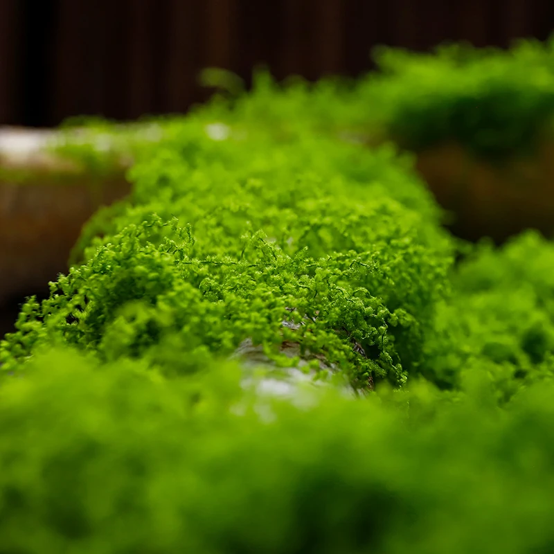 Wholesale Flocking Potted Green Moss Artificial Plant Sphagnum Peat Wall Art Office Decor