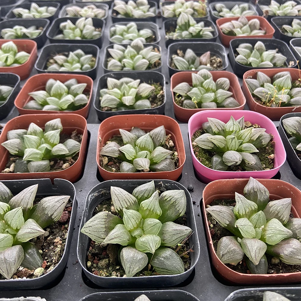 
Produce indoor greenhouses to cultivate succulents haworthia cooperi var 