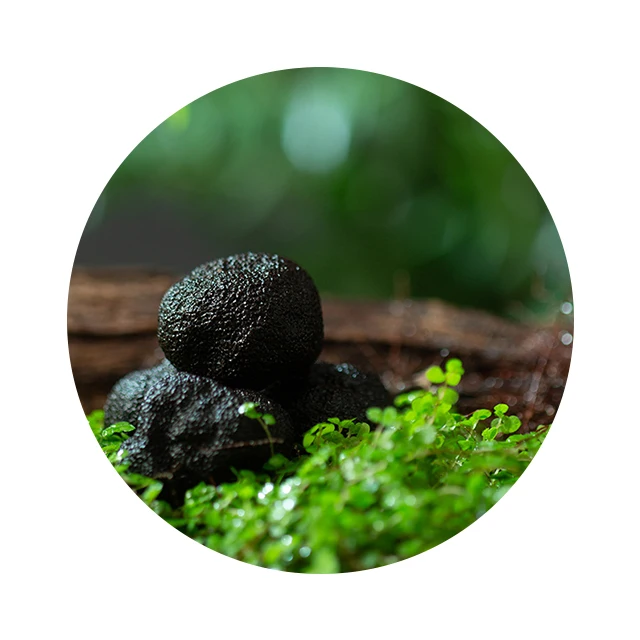 Market prices of mushrooms wild tubers black and fresh black truffles
