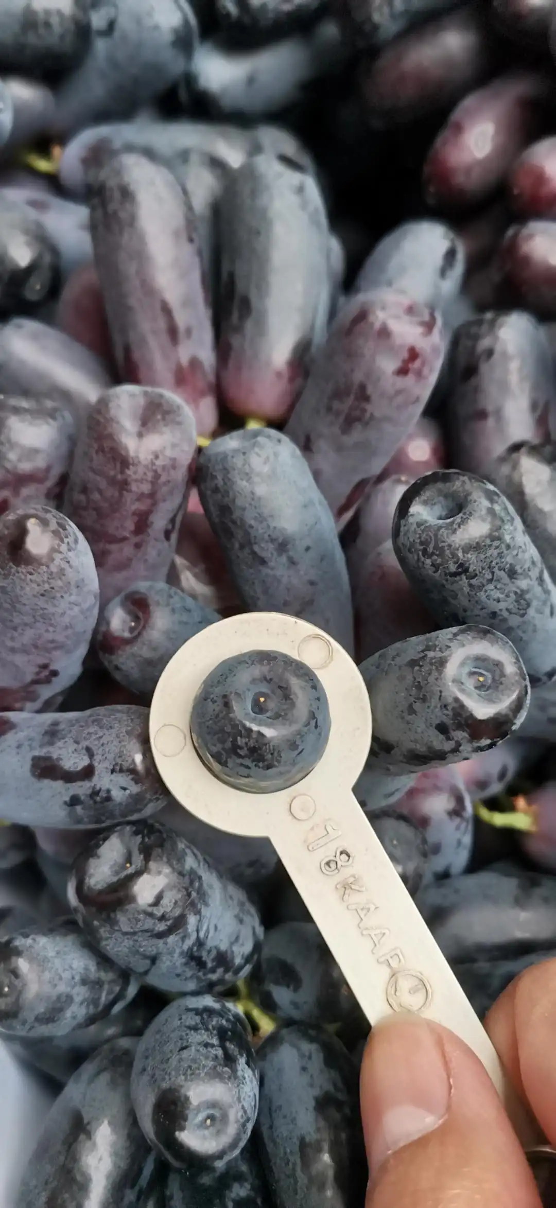 Chinese black grape fresh crop Moon drop grape