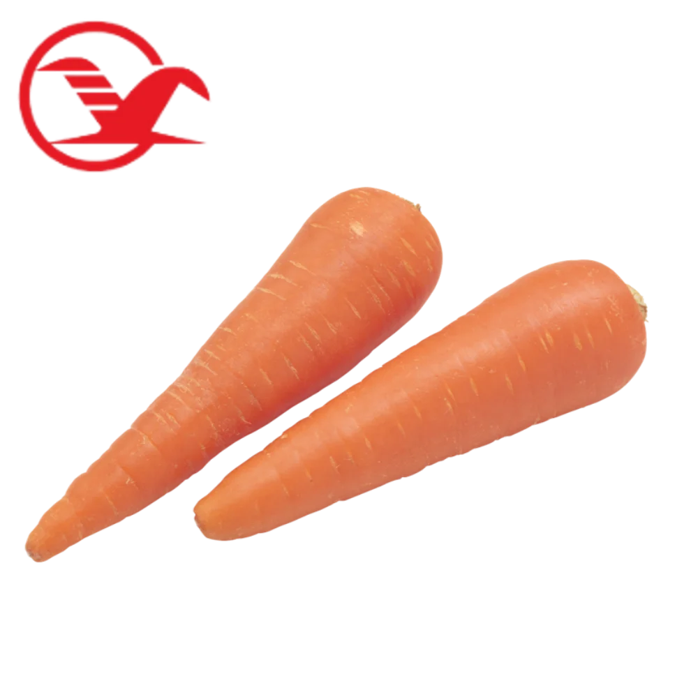 Fresh Carrots Good  Price Shandong China 316 carrots