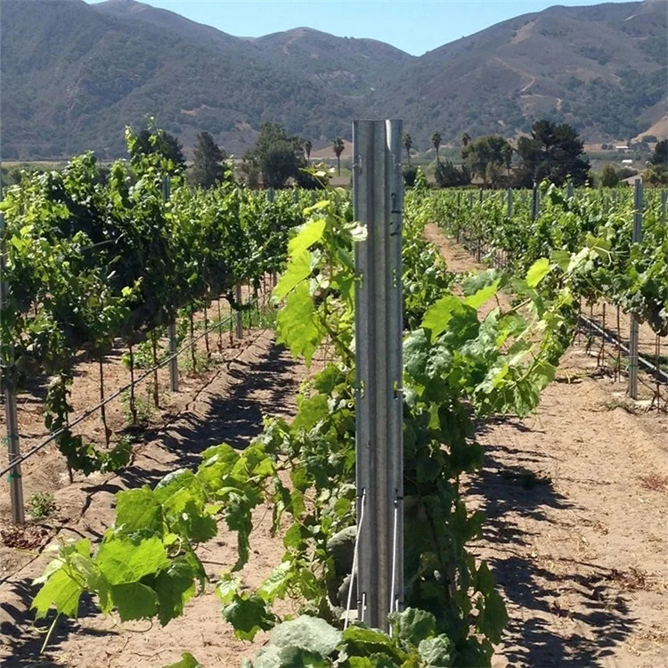 Convenient installation of hot-dip galvanized grape rod pile Y/T type metal vineyard grid