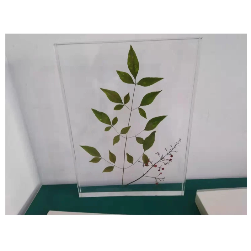 embedded specimens of transparent plants,biology class teaching plant specimen,resin ornaments for plant specimens