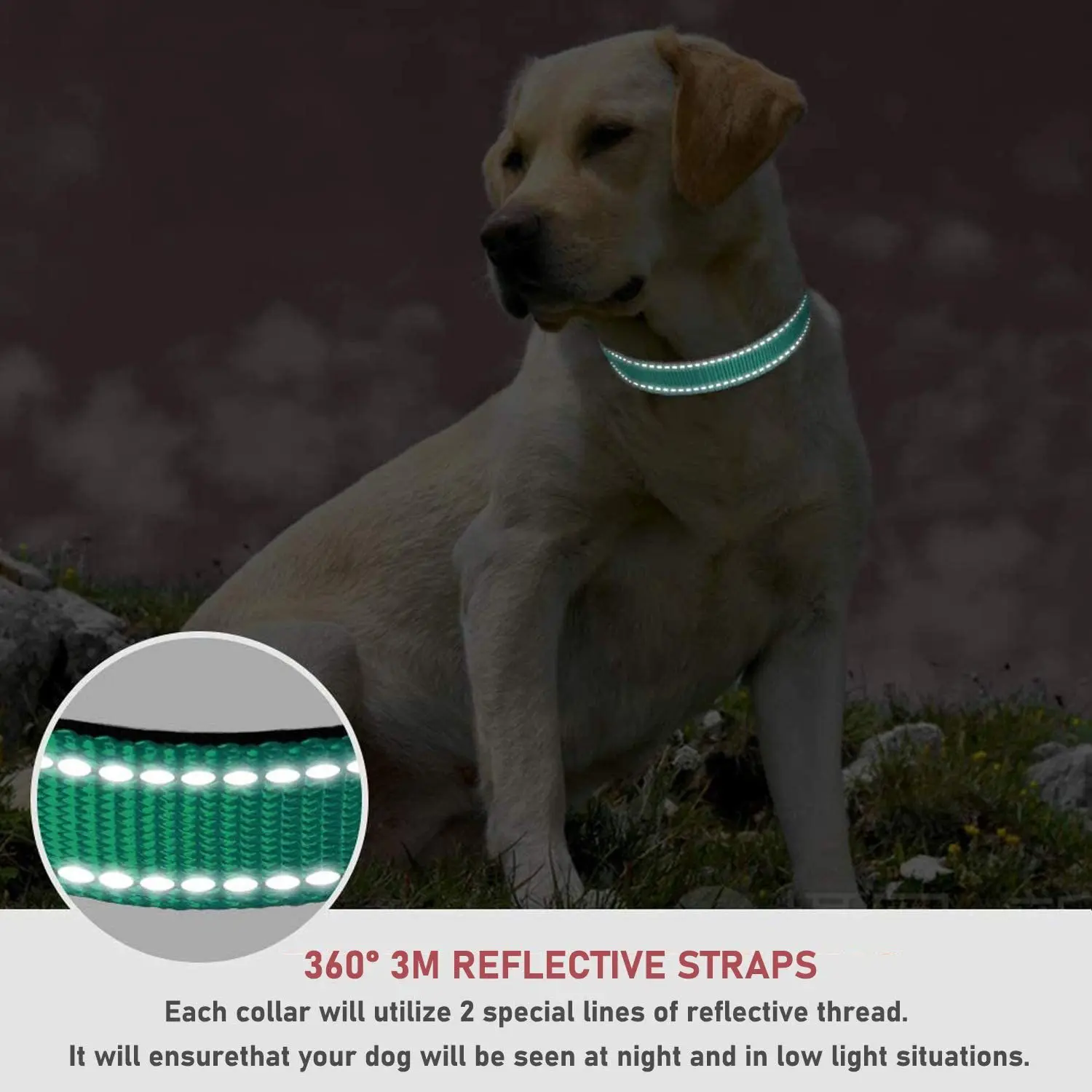 dog collar (10)