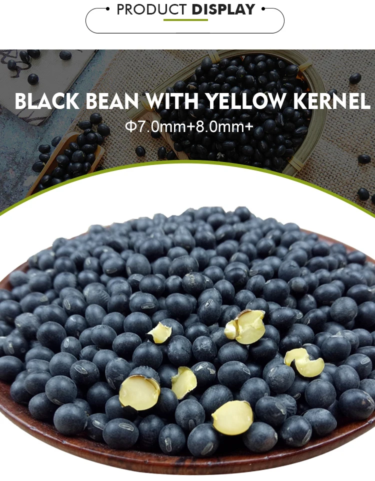 Hot Selling High Quality Common Natural Bulk Black Beans at Company Price