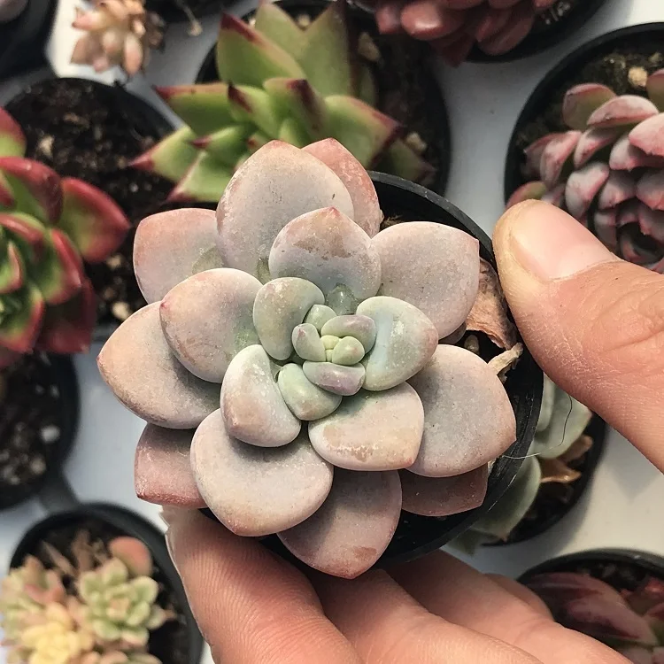 
live plants set natural plants and succulents plants sale 