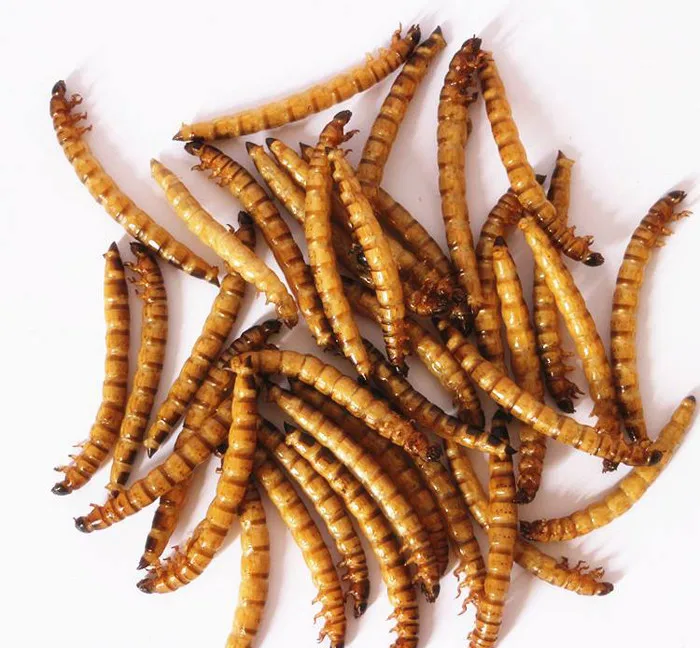 Guarantee quality dried superworms with high protein
