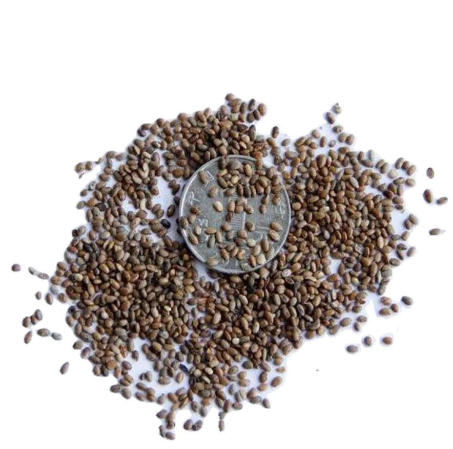 500g Top quality high yield red meat Kiwi Fruit Seeds for food