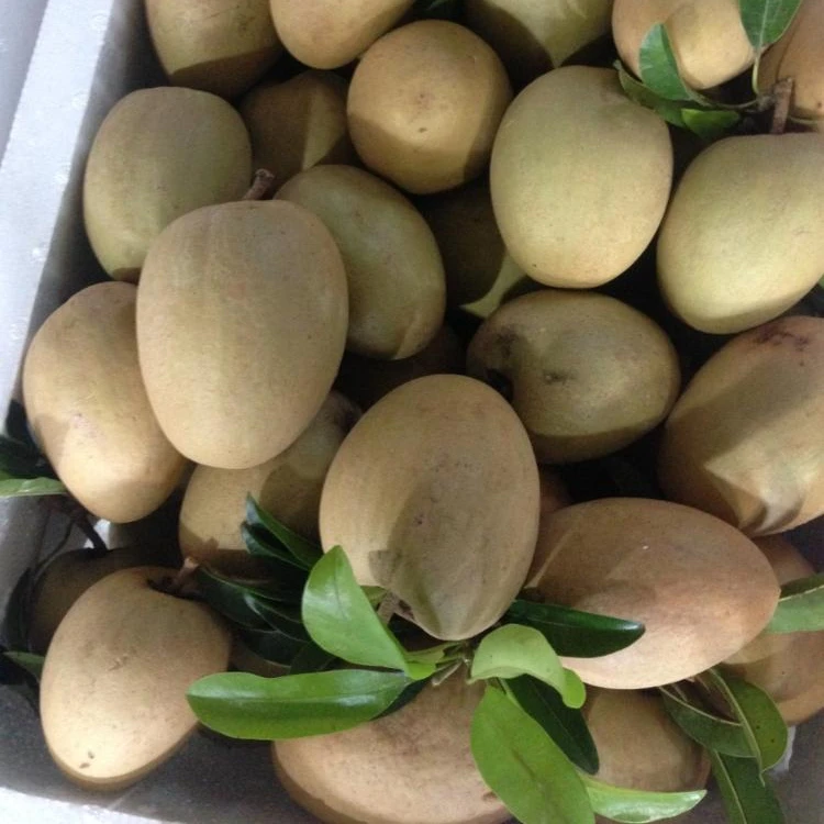FRESH SAPOTA - Best Price from Vietnam