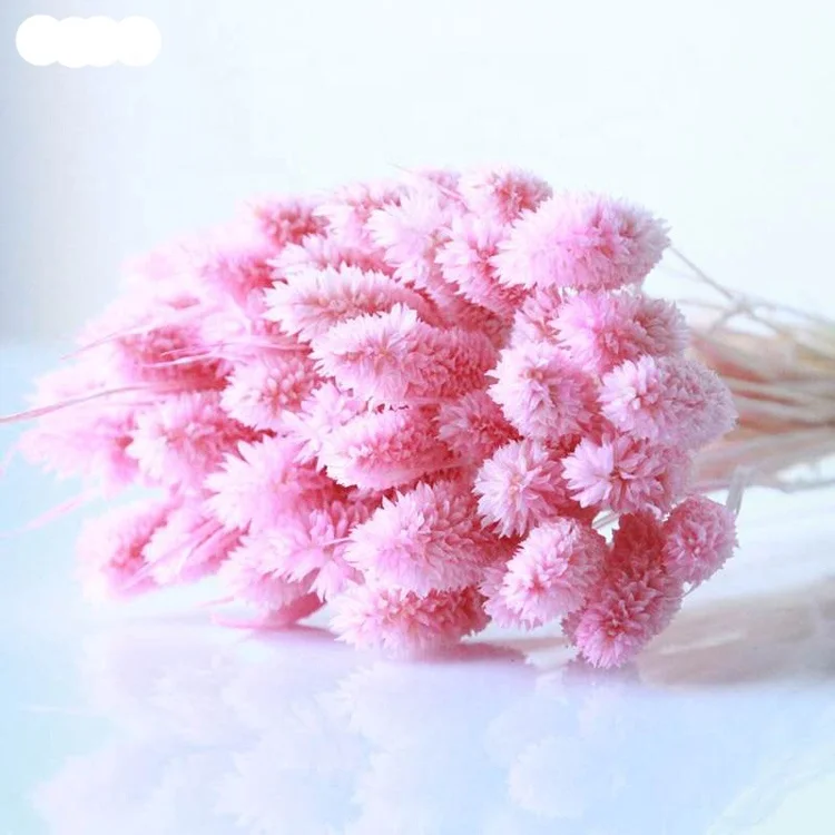 Summer Flora Wholesale organic dried flowers interior decoration flowers jewelweed for home decor