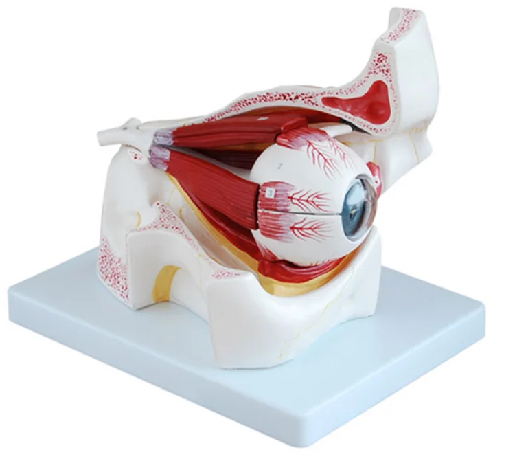 ADA-A1062 Human Eye and Orbital Structure Anatomy Simulator for Medical Schools Hospitals PVC Material